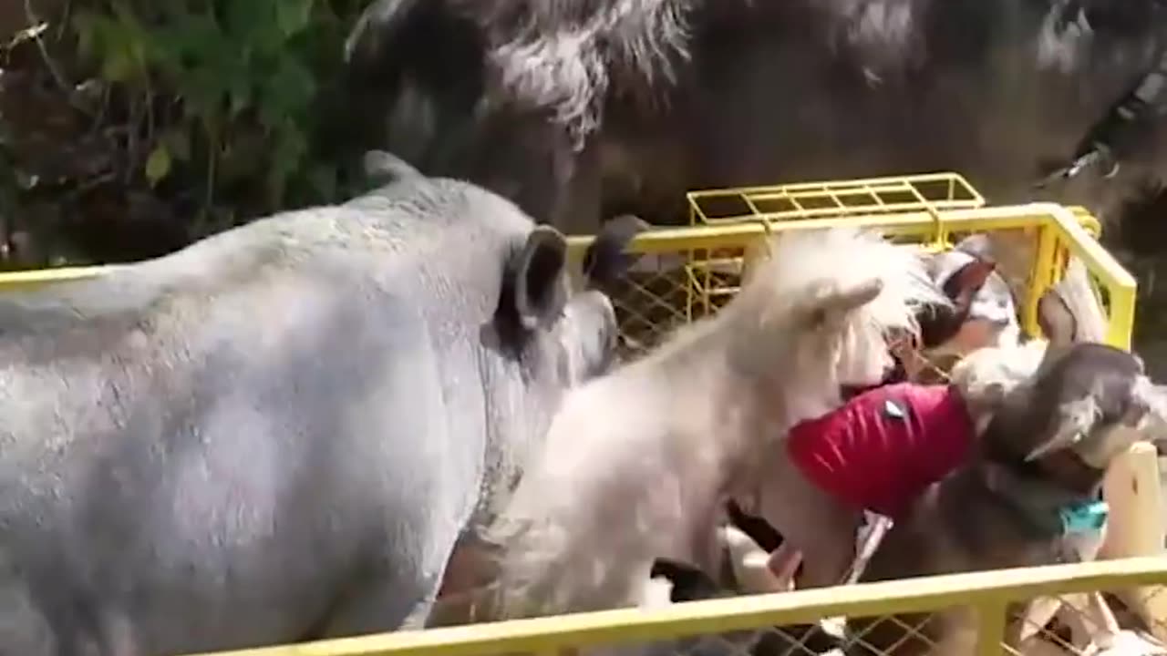 Guy Fills His House With Senior Dogs