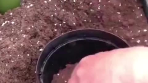 Gardening Tips