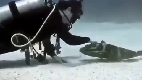 This is a beautiful and charming water-dwelling species