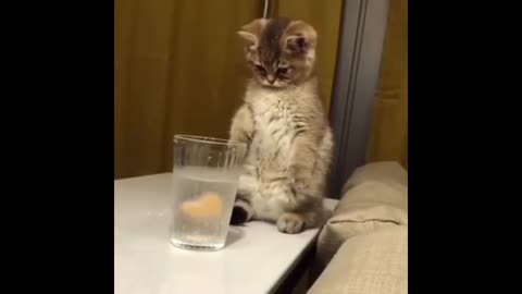 Funny cat video