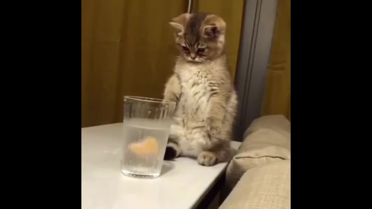 Funny cat video