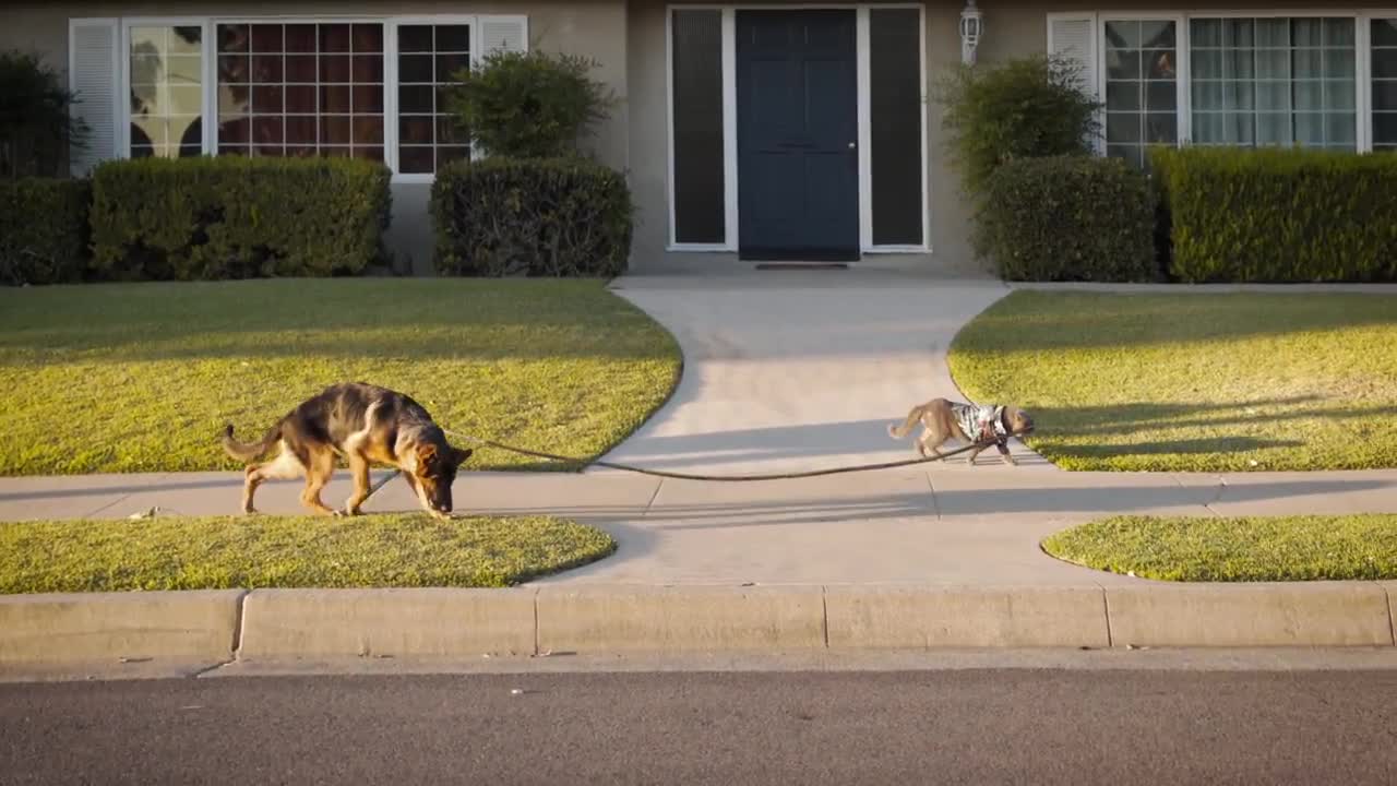 World's Most Obedient Cat - Aaron's Animals