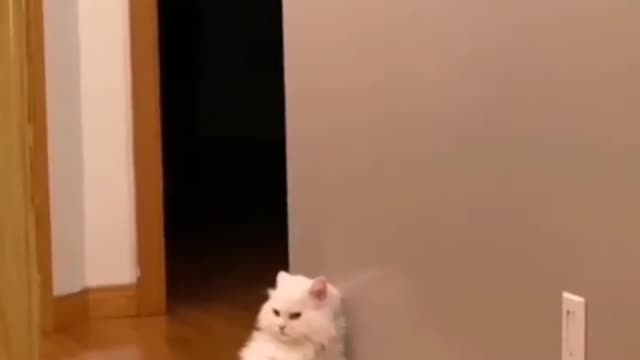 Cat in funny mood