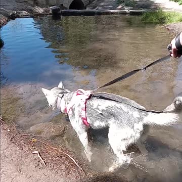 Cress Creek Idaho Hike Hiking