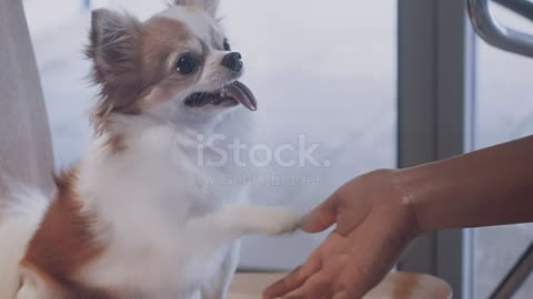 my favourite dog