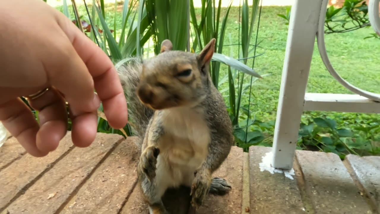 My sweet adorable Mika The Squirrel 🐿️❤️