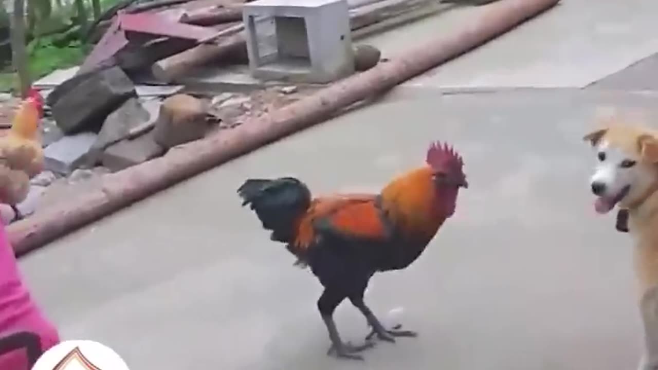 Funny Dog VS Rooster Latest Funny Animal Videos πΆπππ