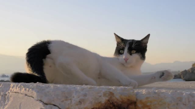 Stray cat warming up in the sun near the sea and running away being alarmed