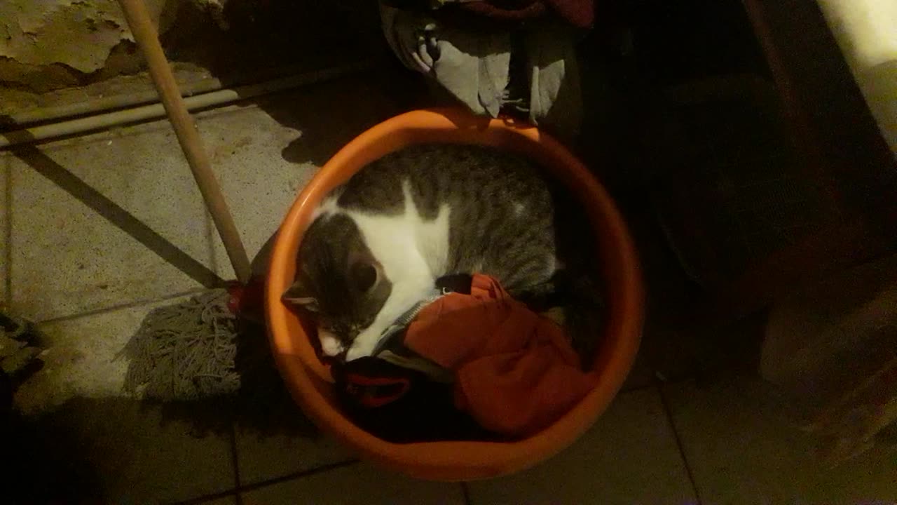 Sleeping in dishes has become a habit
