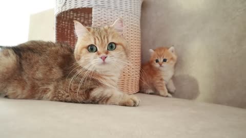 Mom Cat playing and talking to her Cute Meowing baby Kittens