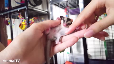 SUGAR GLIDERS Flying - Funny & Cute Compilation