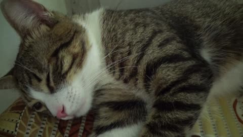 Cute Cat Purrs in the Heat