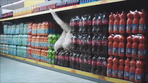 Cat Supermarket! (2016)