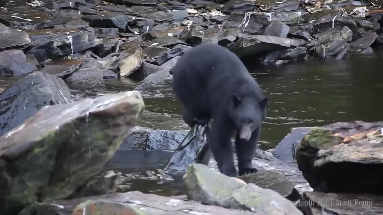 Black Bears Fishing in Alaska