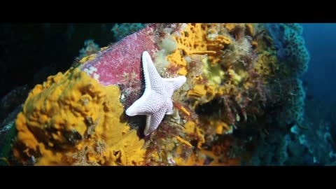 Diving under the water