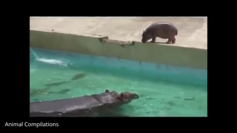 Baby Hippos Swimming