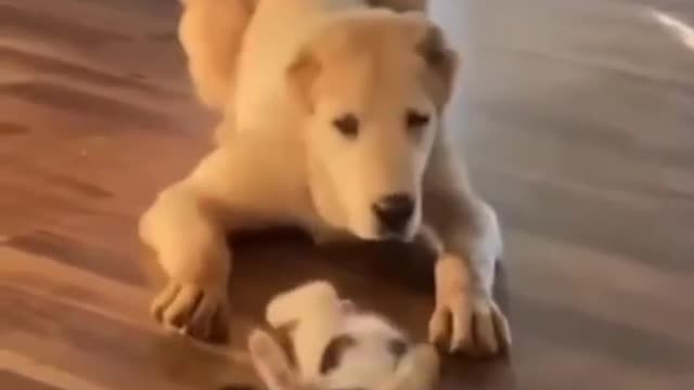 Cute Dog and Kitty Playtime