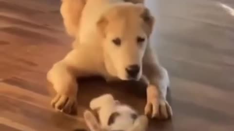 Cute Dog and Kitty Playtime