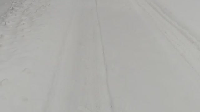 Dog run dog