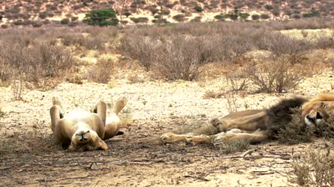 Lion 🦁 gone wrong 😱😰