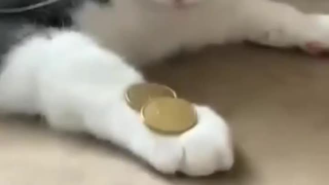 Cat training