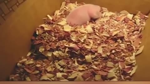 ULTIMATE|| Animal Compilation || Funny Fails || viral || comedy