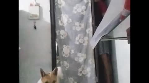 Poor Dog🐕/ have a look / can he find? hiding from dog prank