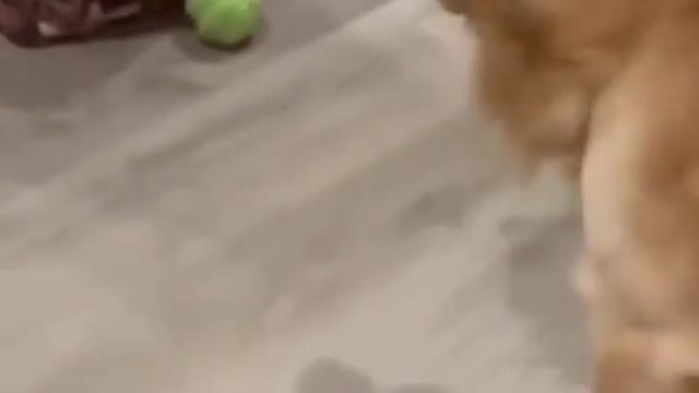 Dog Playing With A Rolling Ball