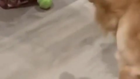 Dog Playing With A Rolling Ball