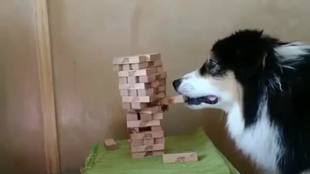 What a clever dog! You won't get bored with him)