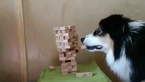 What a clever dog! You won't get bored with him)