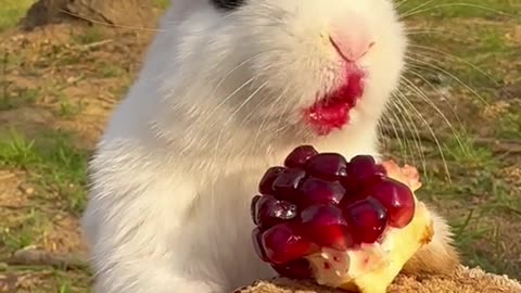 Cute and funny animal video.