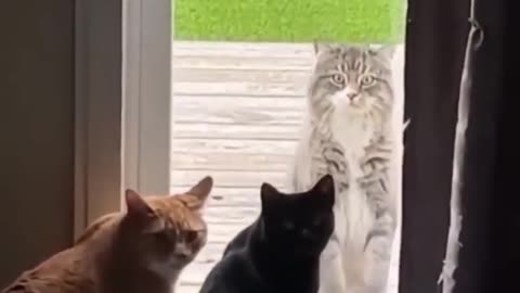 Funny_cats