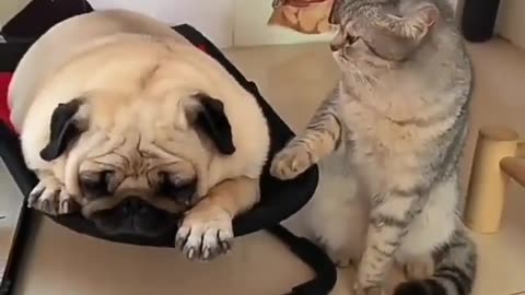 funny cat and dog sleeping