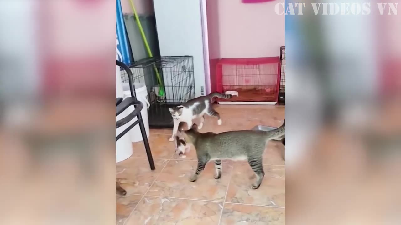 Funniest Cats and Dogs Compilation _ Best Funniest Video 2023 _ Funny Animal Videos