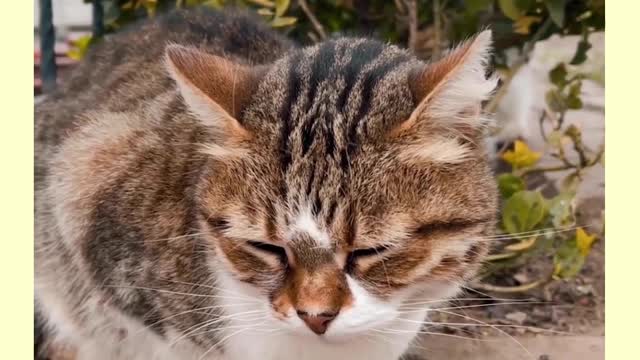 cute cat