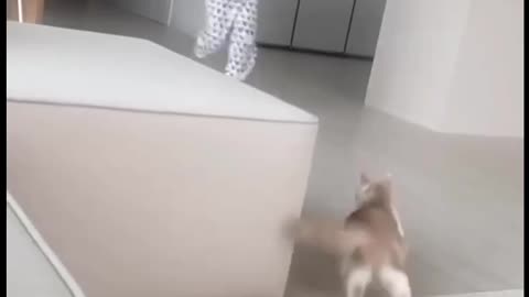 Active kitty