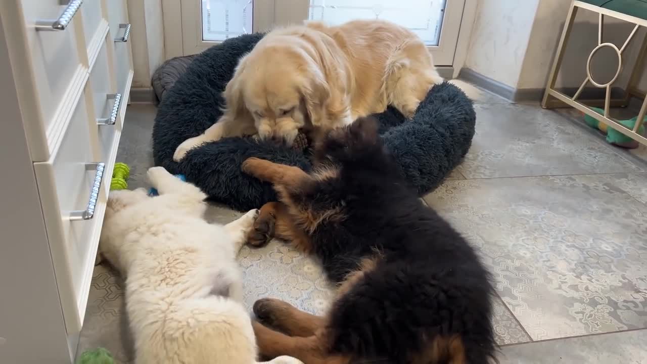 Golden Retriever Shocked by Puppies occupying his bed