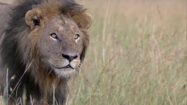 Cheetah vs Lions