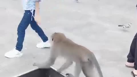 Monkey Playfully Tugs on Little Girl's Legs - Hilarious Animal Encounter