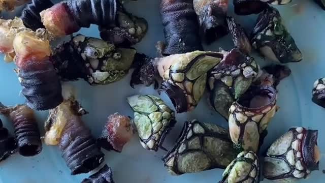 goose barnacles 😳 would you eat this expensive seafood!