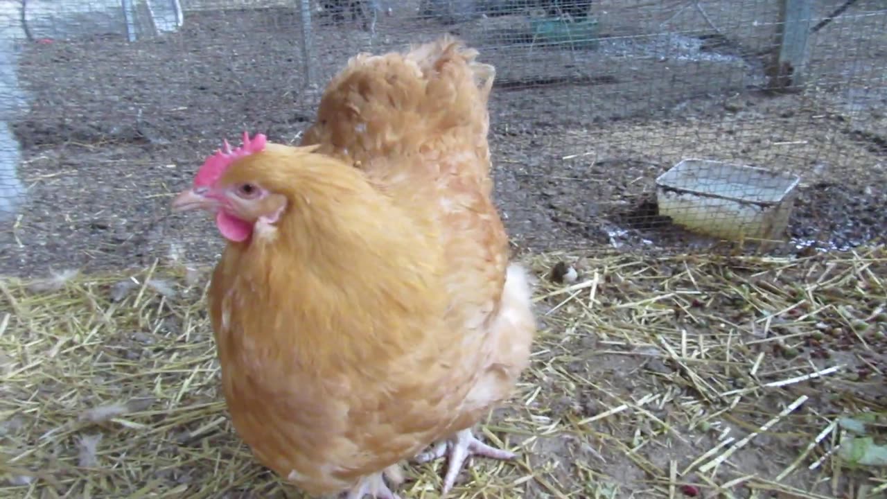 White silkie chickens (1)