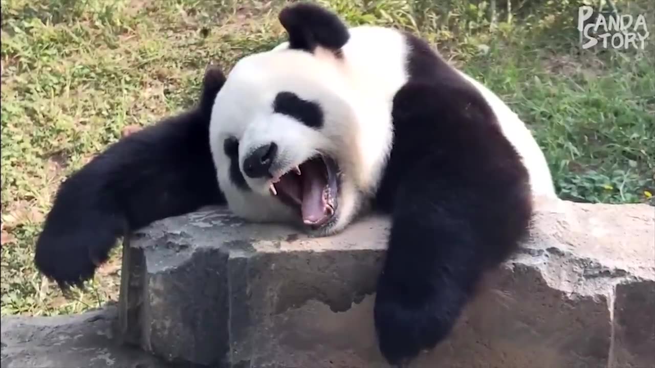 Panda Funny Moment Videos Compilation