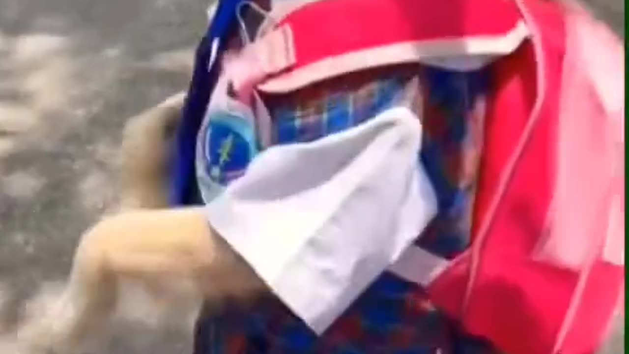 Funny Dog Going To School