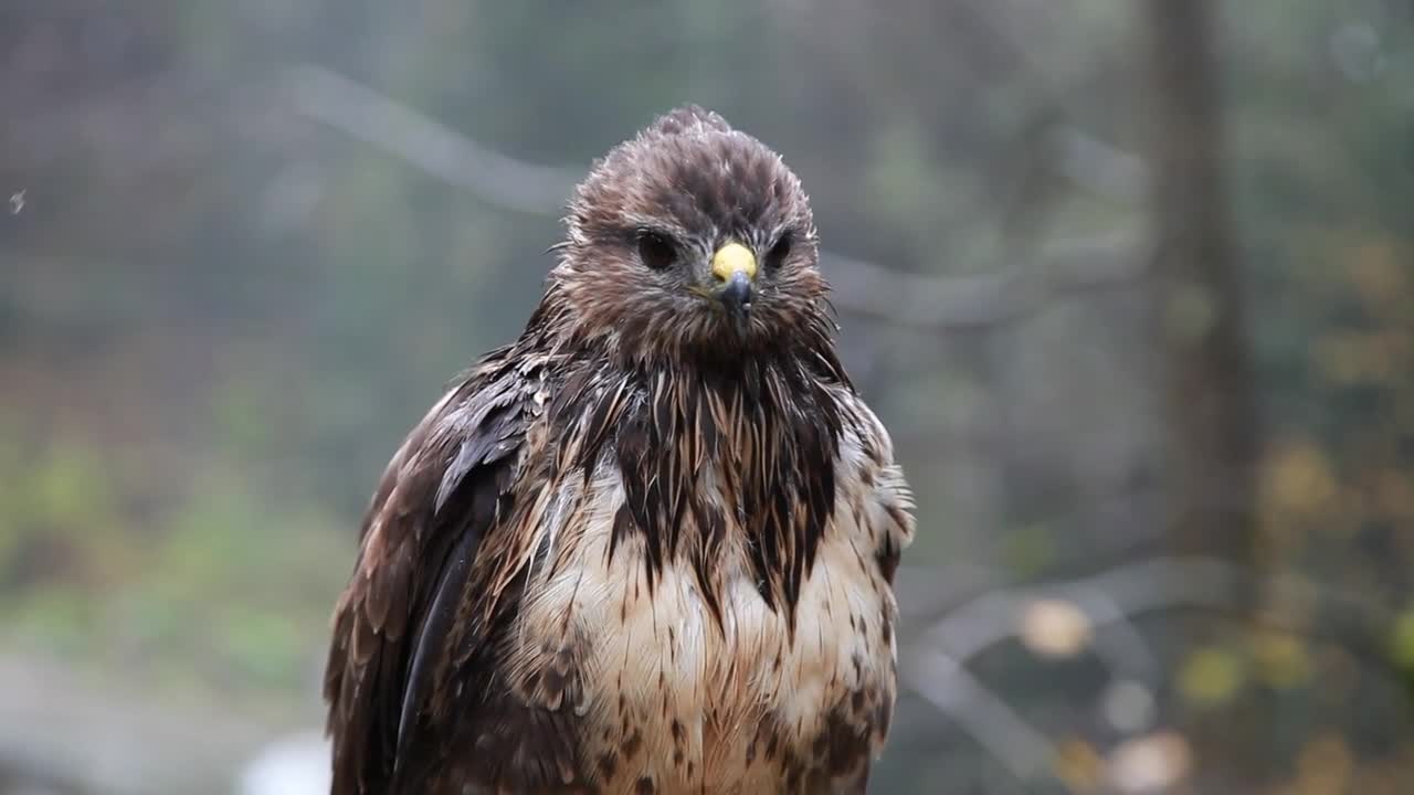 An eagle wet in the rain