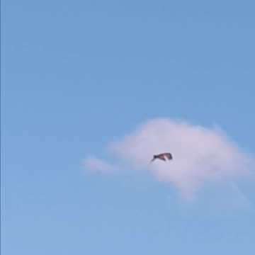 Osprey flushing bay.