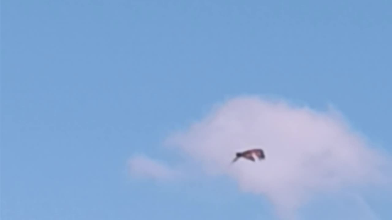 Osprey flushing bay.