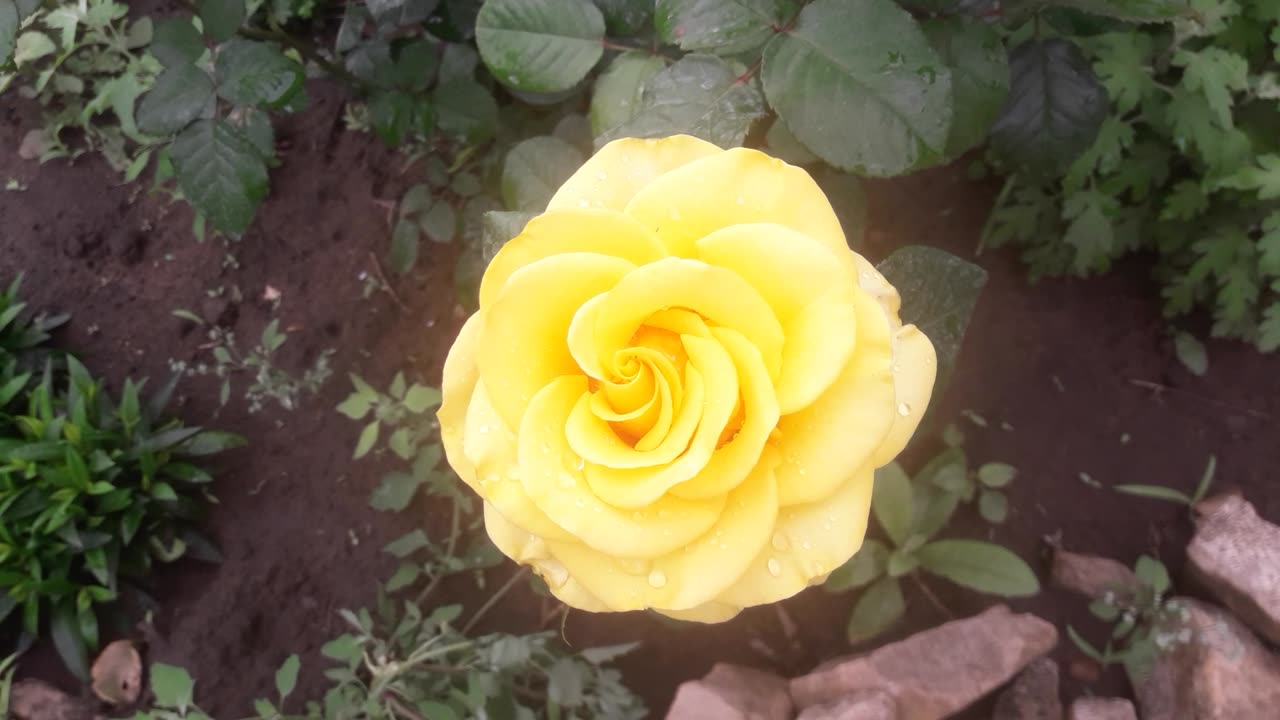 Yellow rose