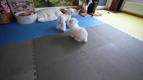 DOG'S REACTION TO NEW PUPPY - MEETING FOR THE FIRST TIME!