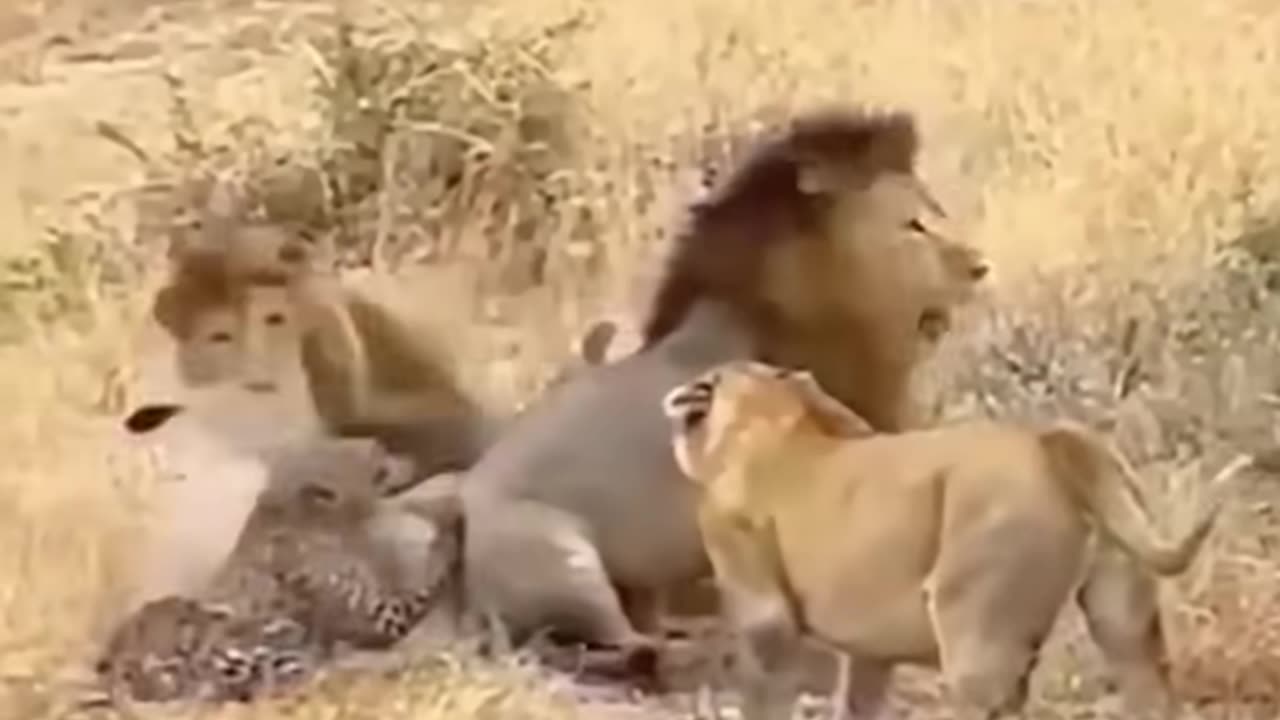 Lion Vs Leopard